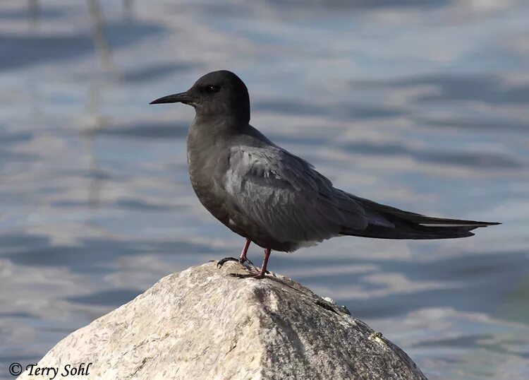 Black tern. Black tern