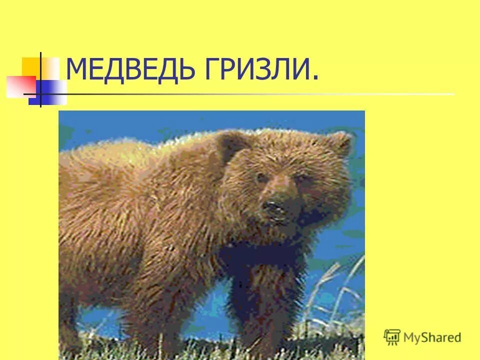 кома это медведь. первый блин комом. кома это медведь. комы медведи. масленица первый блин комам.