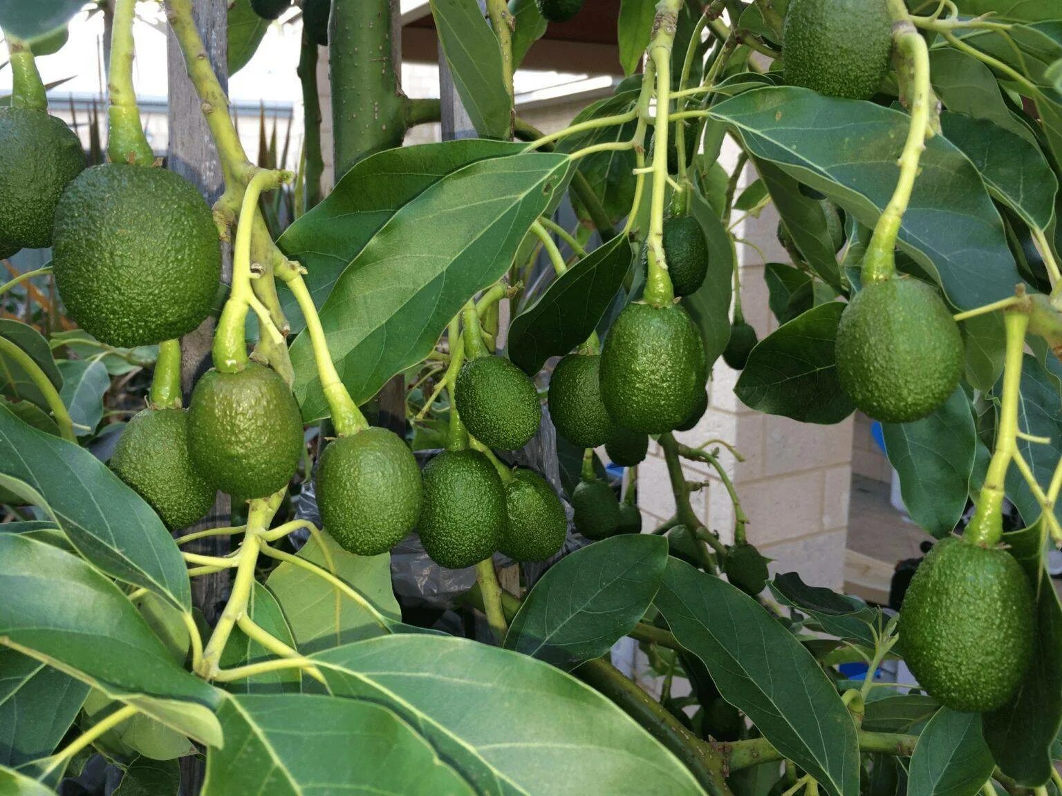 Авокадо дерево. Авокадо куст. Высота авокадо. Авокадо растение дерево. Фото авокадо выращенных в домашних условиях