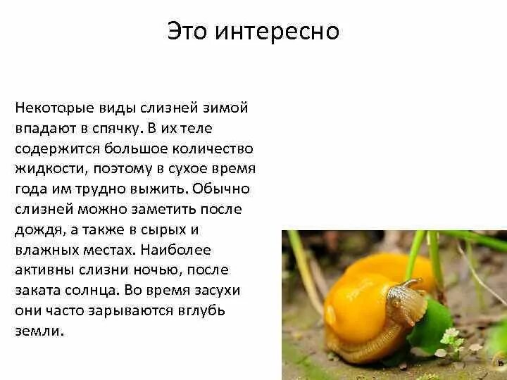 Сообщение о СЛИЗНЕ. Краткое сообщение слизни. СЛИЗЕНЬ класс.