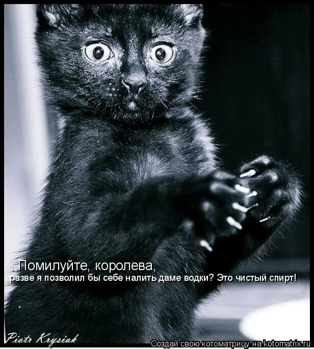 Это водка помилуйте королева чистый спирт. Помилуйте королева разве я позволил бы. Кот бегемот чистый спирт цитата. Помилуйте королева разве я позволил бы. Вано миранян кот бегемот.