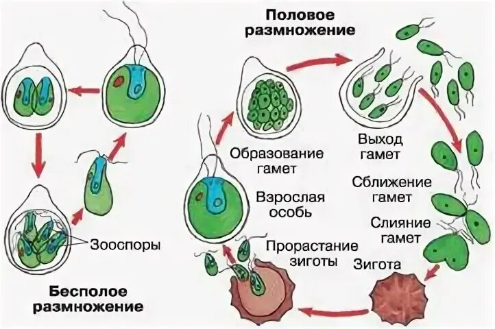 Жизненный цикл хламидомонады с подписями. Цикл развития хламидомонады схема. схема цикл размножения хламидомонады. жизненный цикл хламидомонады егэ. стадии жизненного цикла хламидомонады.