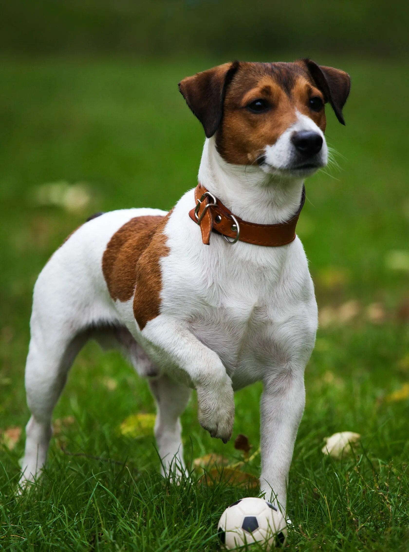 Джек-рассел-терьер. Бигль терьер порода. Собака для квартиры средних размеров без проблем. Собаки для квартиры. Собака для квартиры средних размеров без проблем.