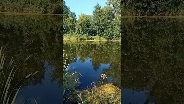 Водные ресурсы воронежа. Теллермановский лес борисоглебск. Река лесной воронеж в мичуринске. Температура реки лесной воронеж. Река лесной воронеж тамбовская область.