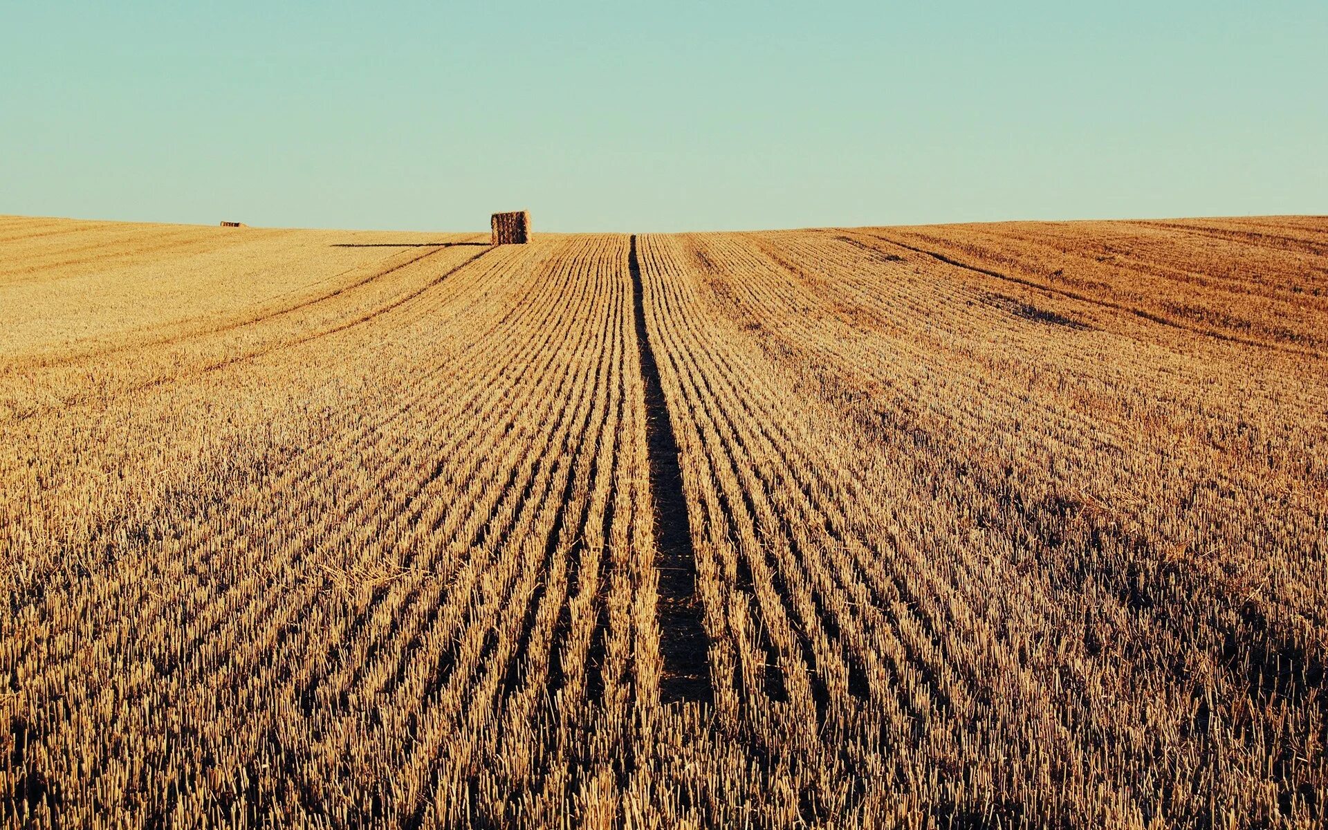 Поле пшеницы. Сельскохозяйственные земли. В поле. Поле пашня.