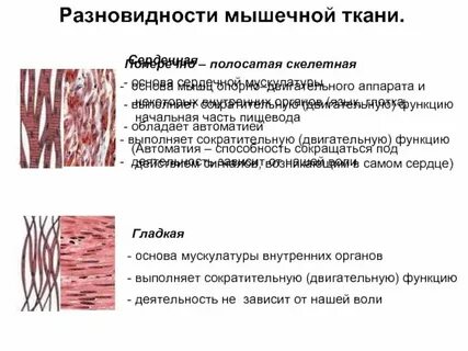 Функции поперечно полосатой мышечной клетки