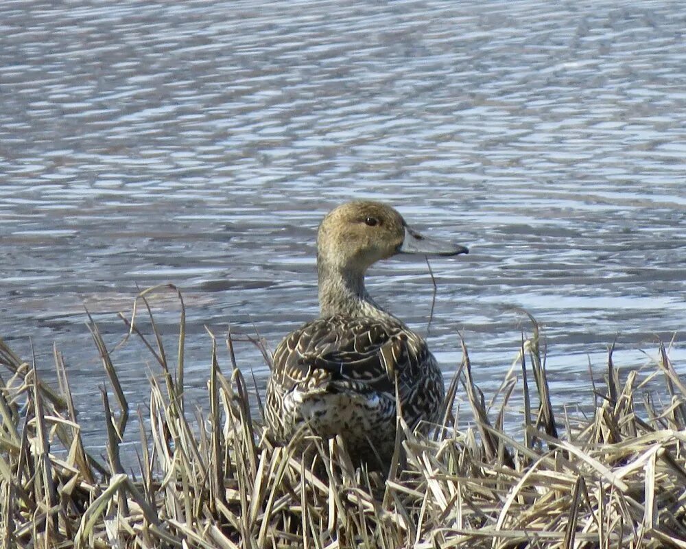 экзотическая охота