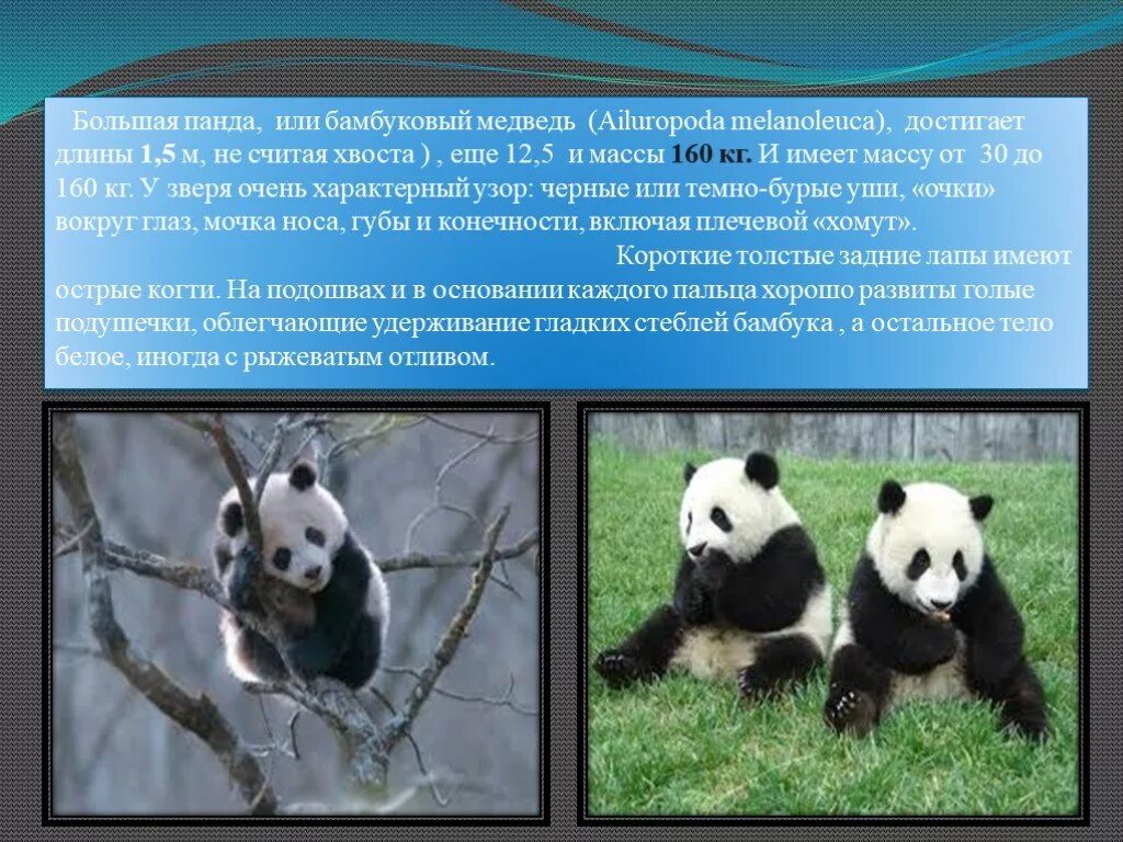 Большая панда 4 класс. Презентация на тему панда. панда красная книга. большая панда презентация. доклад про панду.