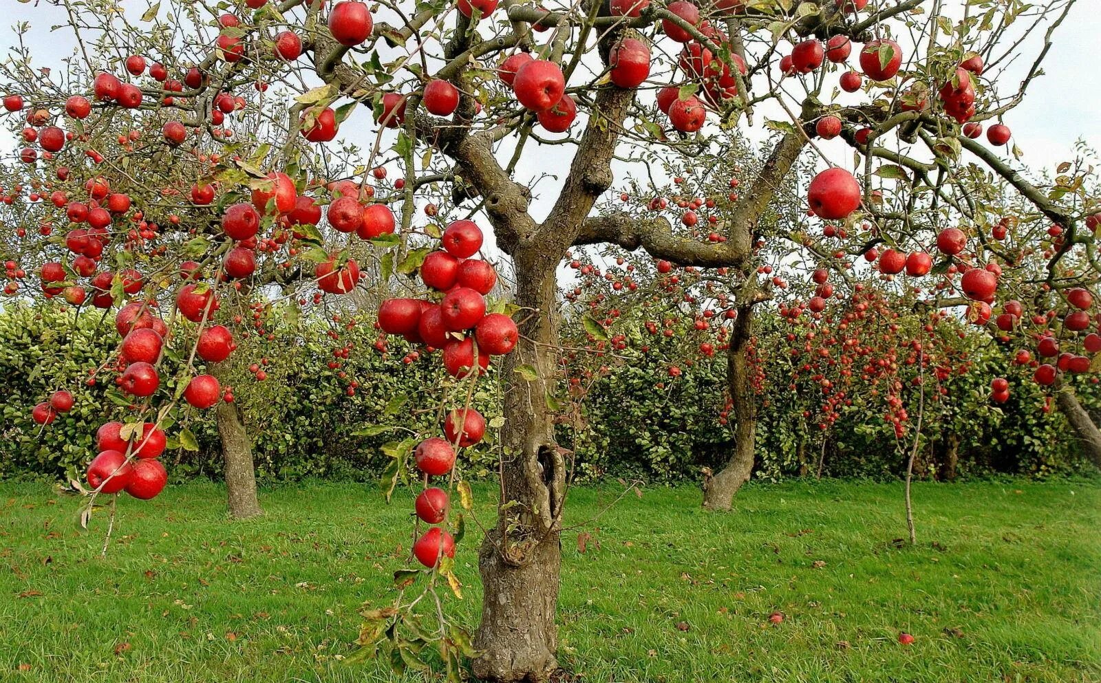 В саду где растут яблоки 2 сортов. Штамбовая груша. Яблоня зонтичная крупноплодная. Яблоня плодовая дерево. Яблоня карликовая с2l.