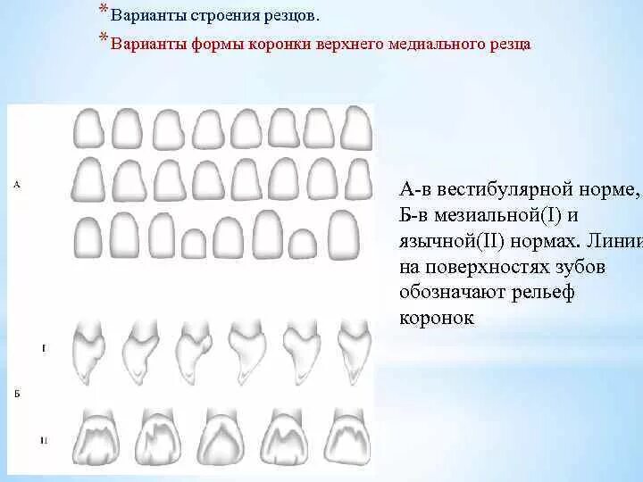 Форма передних резцов. Форма передних резцов