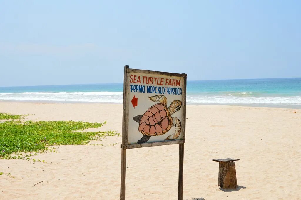 Хиккадува черепаший пляж. Шри ланка унаватуна черепаший пляж. Тартл бич шри ланка. Пляж черепах унаватуна. Пляж черепах хиккадува.