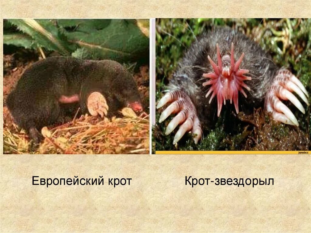 Приспособления подземных млекопитающих