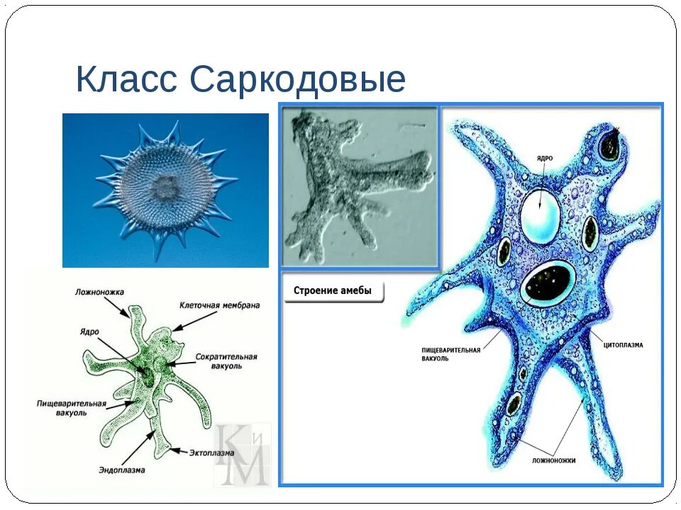 Амеба систематика. Саркодовые корненожки. Свободноживущие Саркодовые представители. Простейшие класс Саркодовые представители. Класс Саркодовые Sarcodina представители.