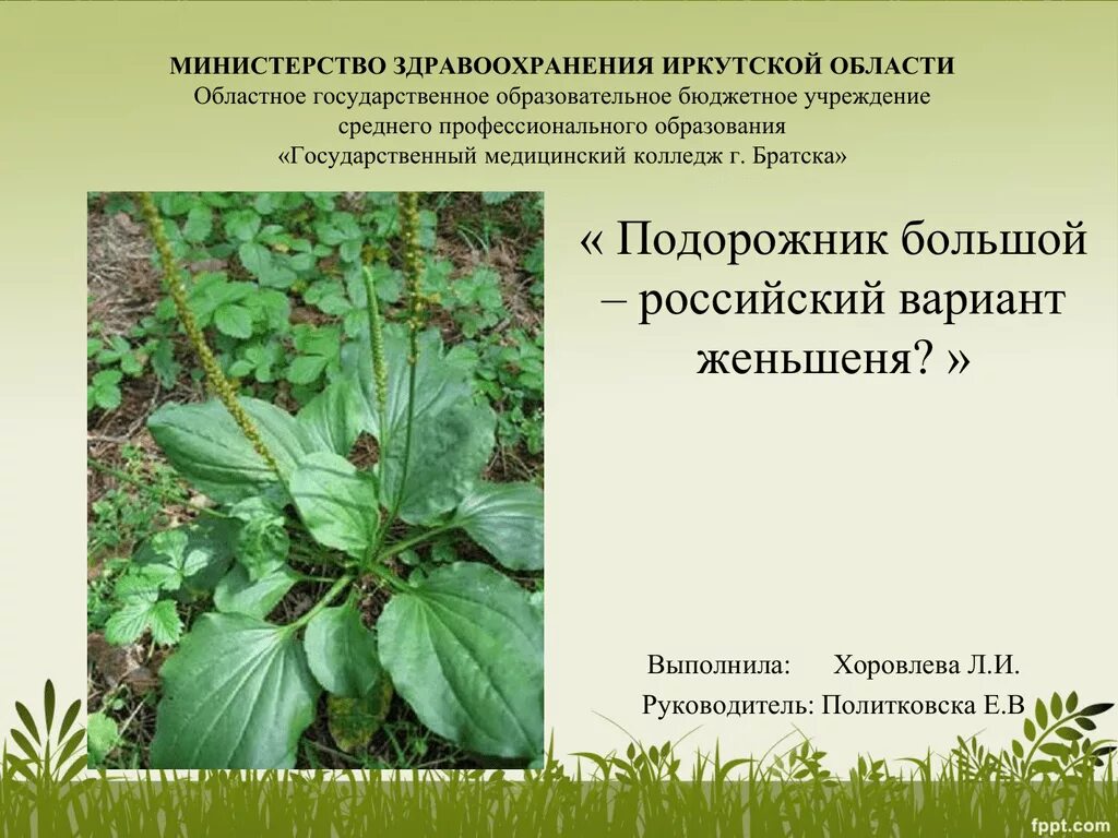 Лекарственные растения Иркутской области. Лекарственные растения в Иркутске. Подорожник большой среда обитания. Подорожник перевести