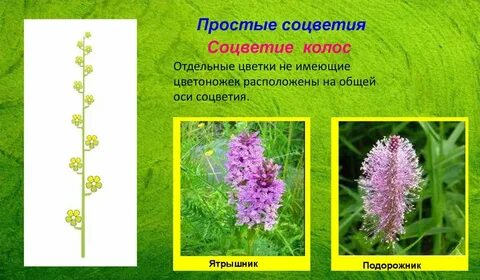 Колос какое соцветие