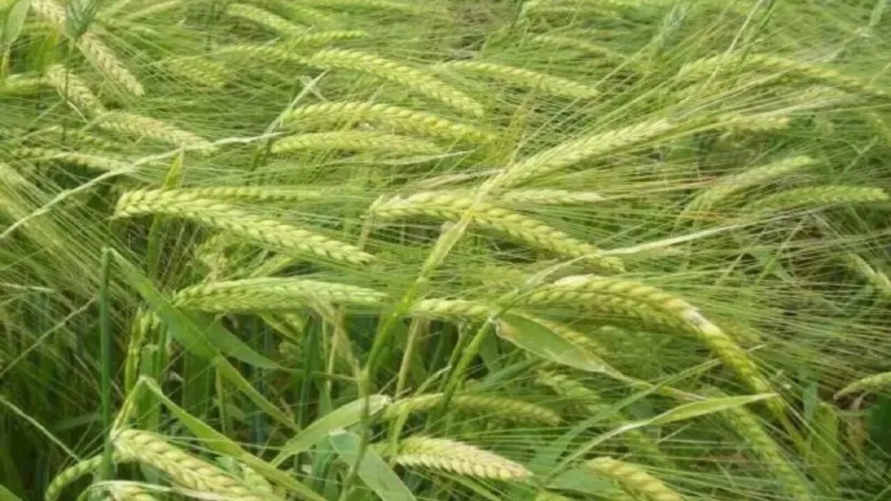 Ячмень месяц. Ячмень гривастый (Hordeum jubatum). Hordeum vulgare кущение. Ячмень сорт Мамлюк.