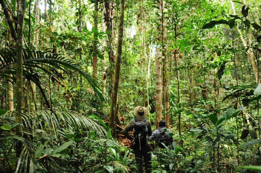 Going in the jungle. Выживание в джунглях. Человек в тропическом лесу. Going in the jungle. Человек в джунглях.