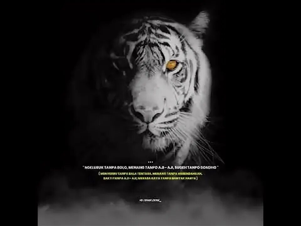 Macan stories. Macan stories обложка.