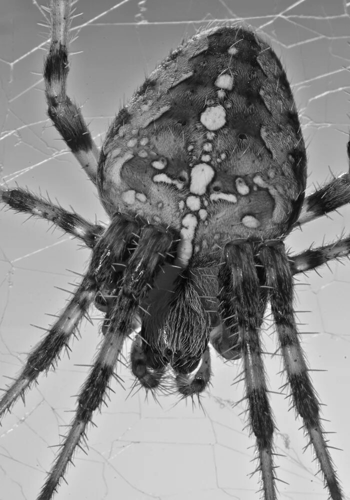 Commons:Photo challenge/2016 - September - Arthropods/Voting - Wikimedia Commons