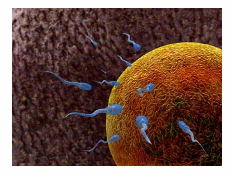 После оплодотворения яйцеклетки и первых делений. Оплодотворение яйцеклетки у человека. Оплодотворение яйцеклетки под микроскопом. Оплодотворение фото. Оплодотворение яйцеклетки фото.