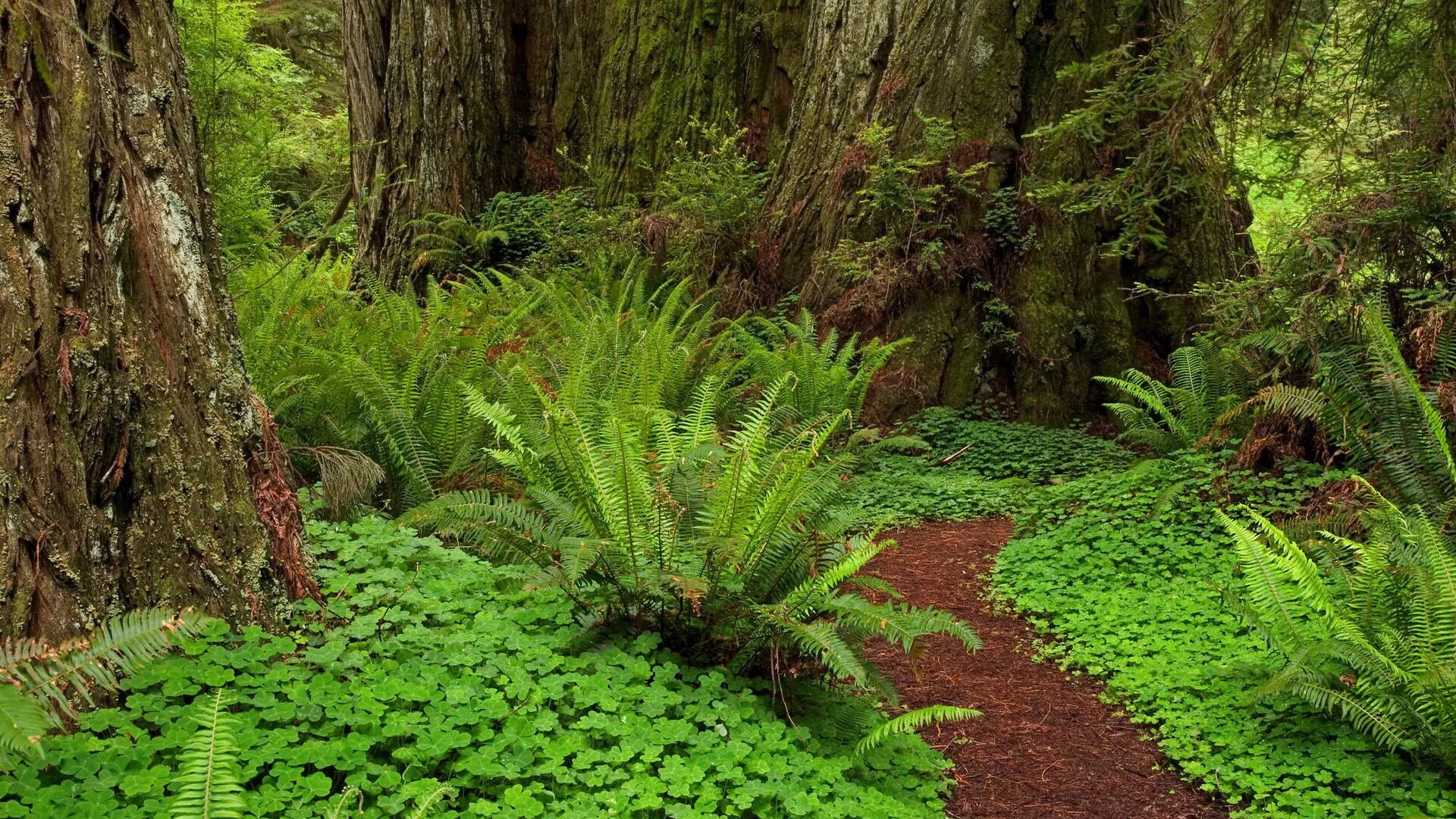 Rainforest plants. Папоротники Юрского периода. Ферн-Форест. Папоротник Щитовник Лесной. Папоротниковый мох.