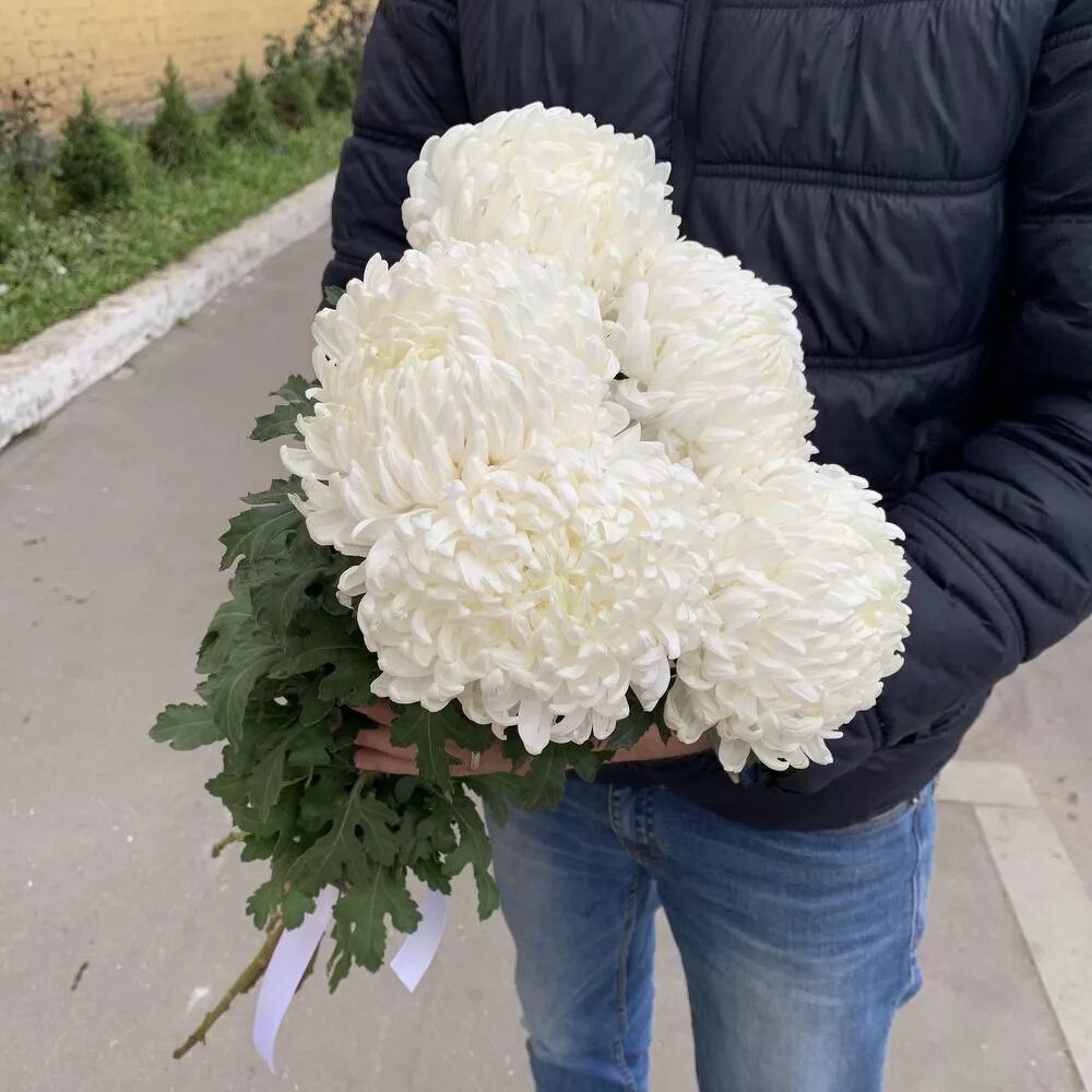 хризантема одноголовая bisbad ball. хризантемы шаровидные букет. хризантемы шаровидные букет. хризантема шаровидная одноголовая. хрищантема одноголовая шар.