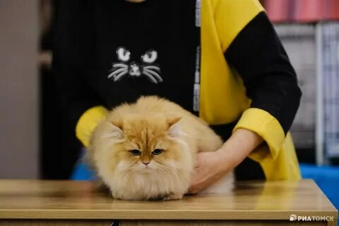 Кошек 2022