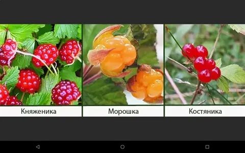 Княженика морошка