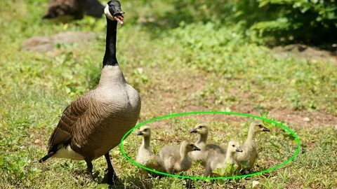 Goose перевод