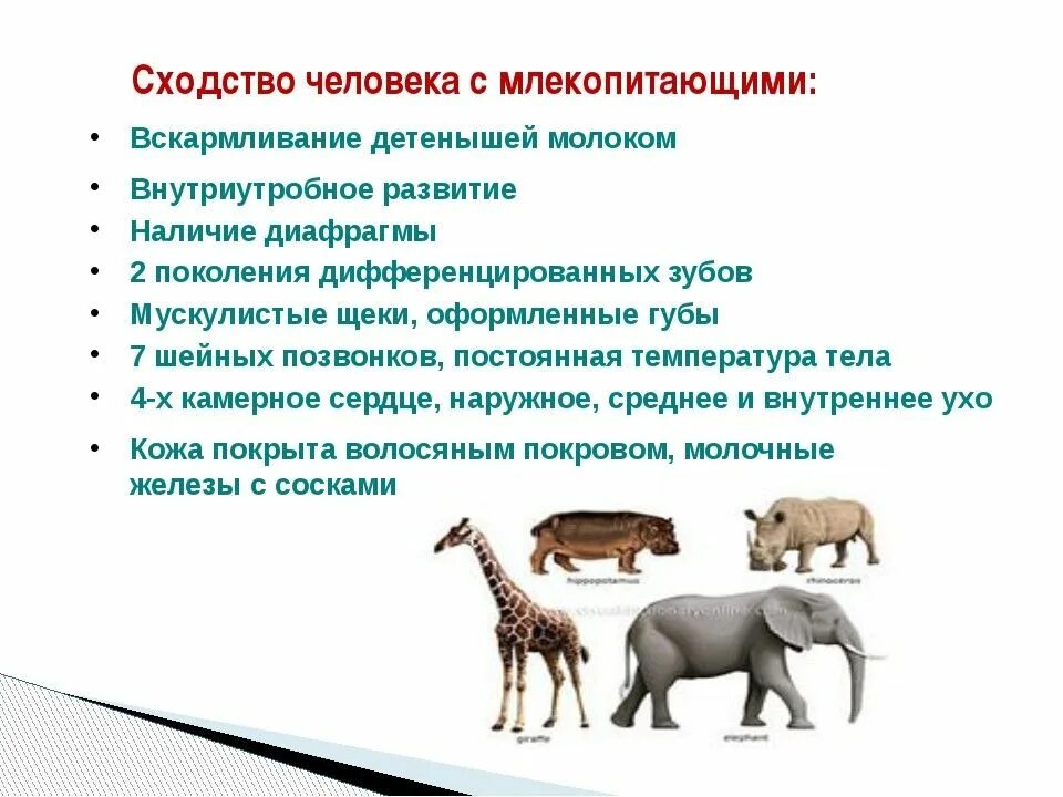 Человек в отличие от представителей животного. Сходство человека с млекопитающими. черты сходства человека с млекопитающими животными. биология сходство человека с млекопитающими животными. сходства и различия между человеком и млекопитающими животными.