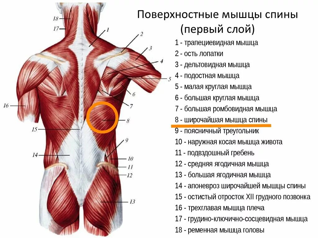 Поясница какие мышцы