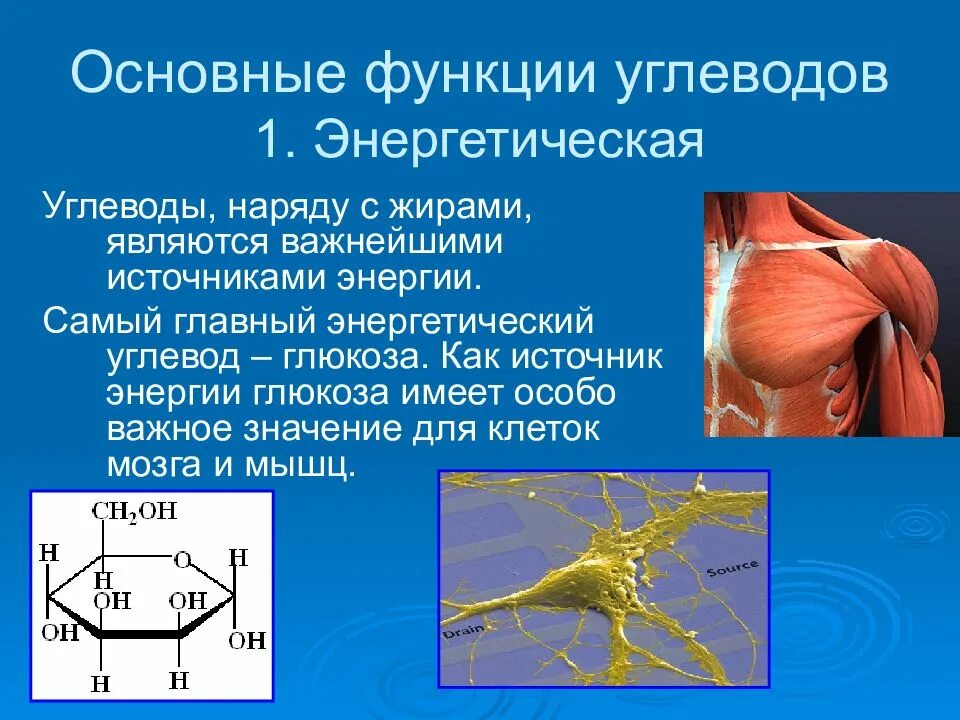 Углеводы выполняют защитную функцию. Углеводы выполняют защитную функцию