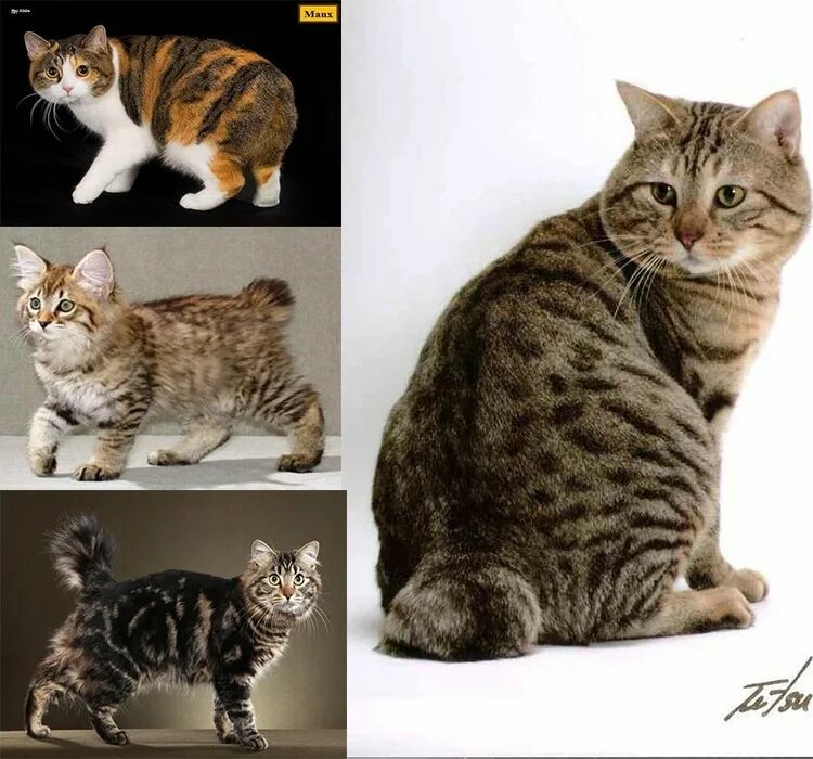 Окрас и тип шерсти кошек. Мэнкс Британская короткошерстная. Мраморный Мэнкс табби серебристый. Расцветки кошек всех видов. Разновидность табби окрасов.