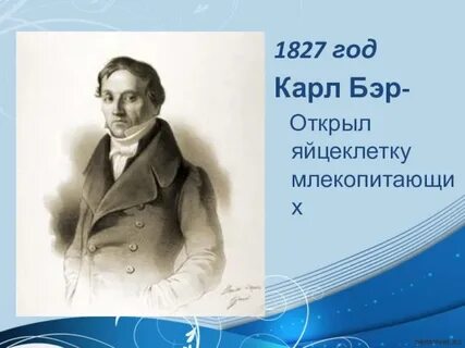 Бэр яйцеклетка
