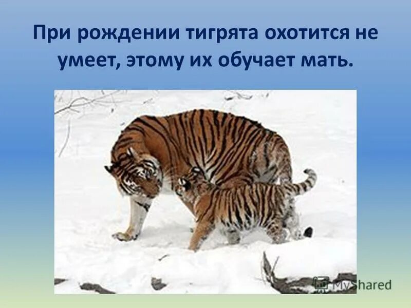 Умей охотиться умей. Умей охотиться умей. Австралопитек с палкой. Умей охотиться умей. Умей охотиться умей.
