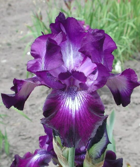 Ирис гибридный - iris 'altruist'. Ирис бородатый 'arpege'. Ирис германский степпинг аут. Ирис гибридный (iris hybrida " cantina"). Ирис аметист флейм.