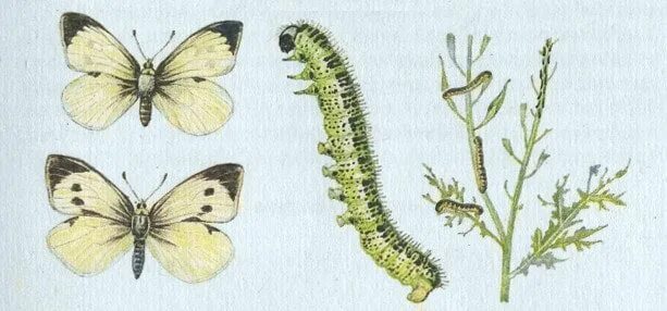 Стадия развития капустной белянки. Гусеница капустной белянки. Самка бабочки капустницы. Капустница самец и самка. Капустница Белянка.