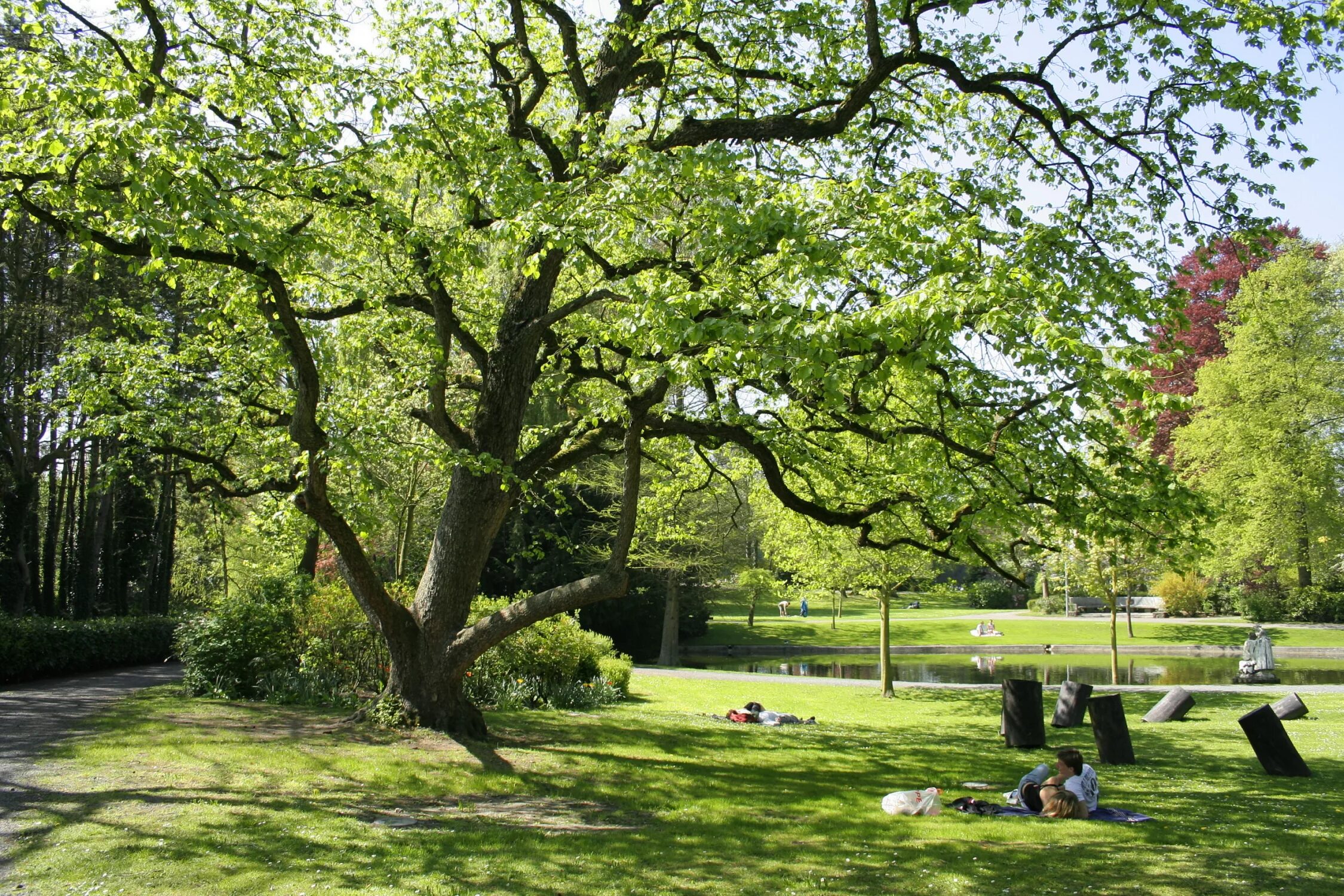 Tree course. Tree course