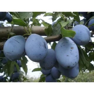 Слива чернослив описание сорта