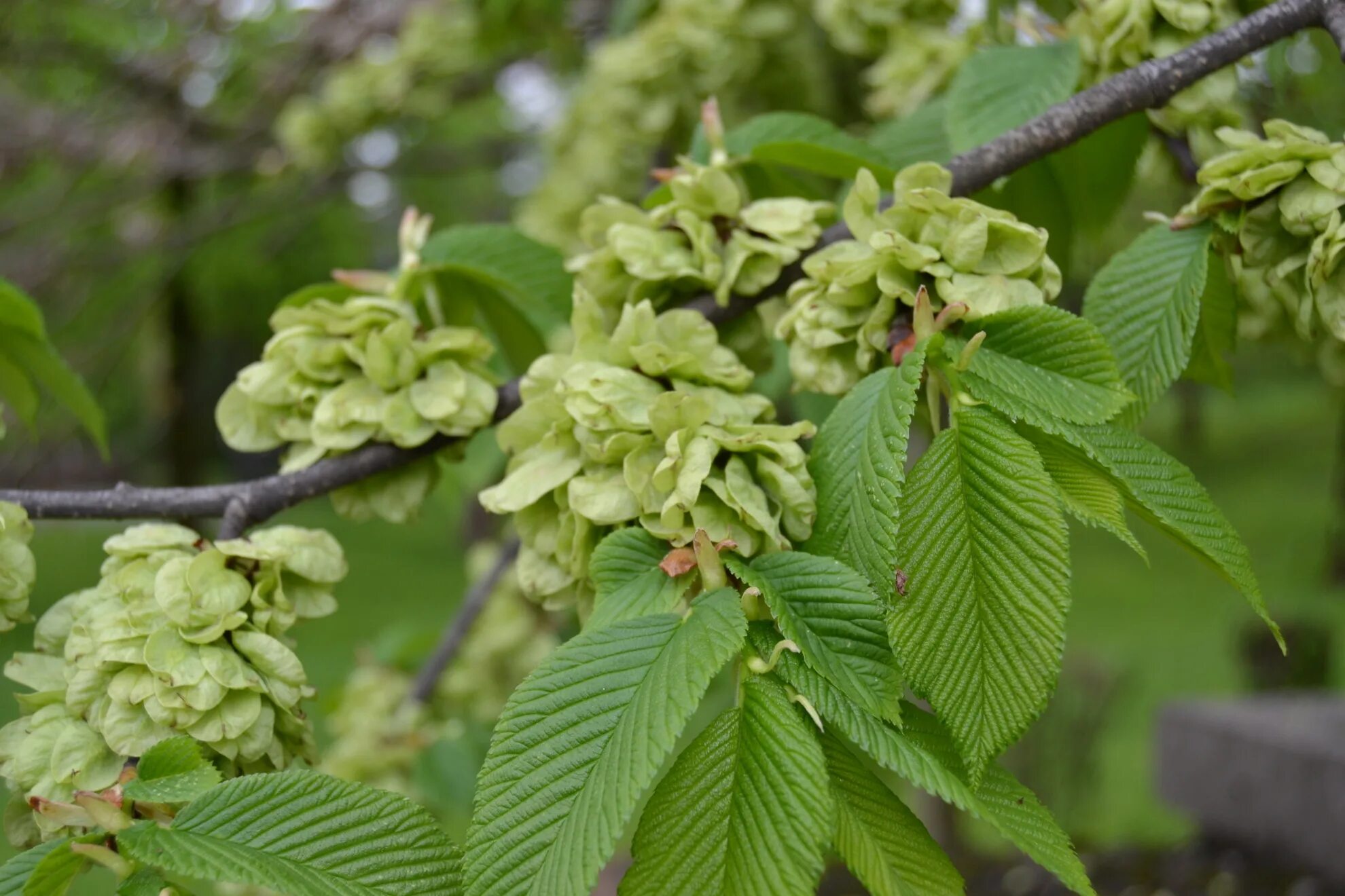 Карагач где. Вяз гладкий (Ulmus laevis). Вяз Давида. Граб дерево. Граб кавказский.