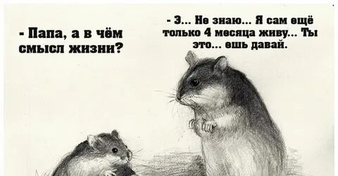 Папа брось хомяка