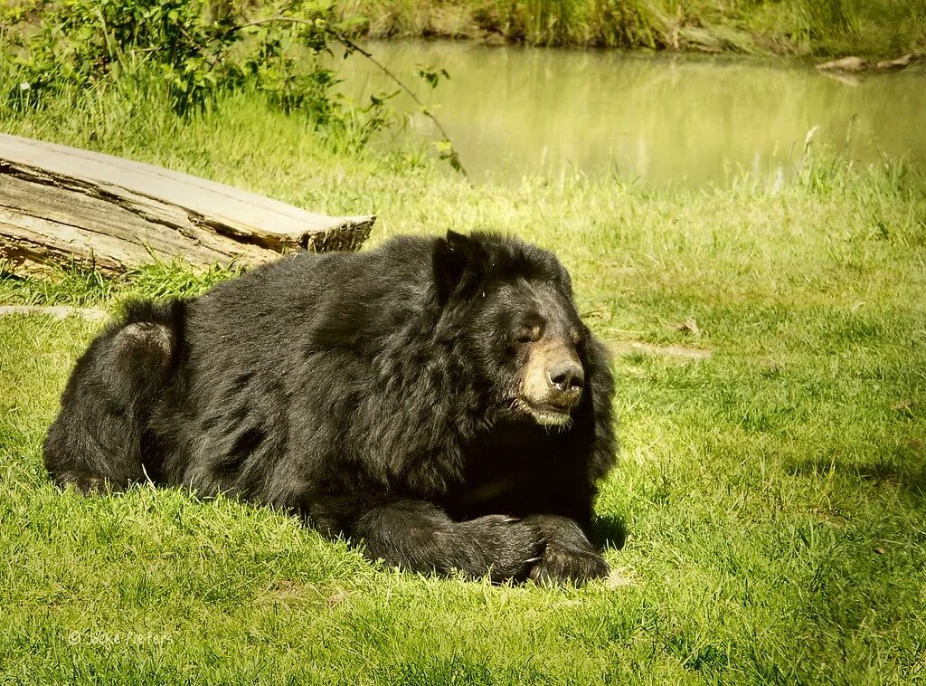Белогрудый медведь. Гималайский медведь. Ursus thibetanus. Уссурийский белогрудый медведь.