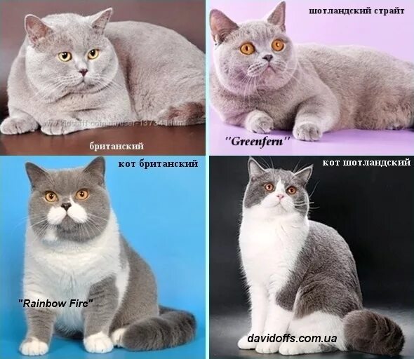 Шотландская британская разница. Стандарты породы шотландской страйт. Порода кошек скоттиш страйт. Британский и шотландский кот. Британец шотландец кот.