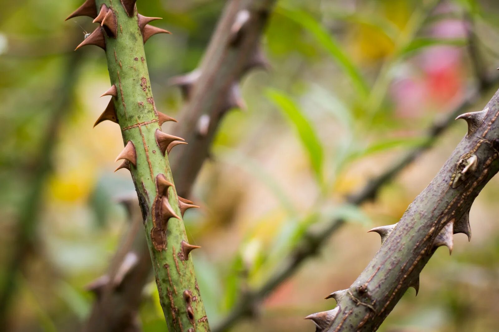 Стебель розы с шипами. Дерево с шипами. Protection thorns. Растение с острыми шипами. Protection thorns.