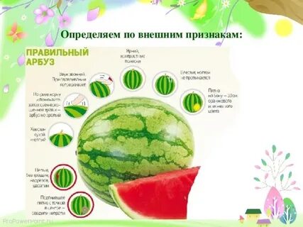 Арбуз звуки