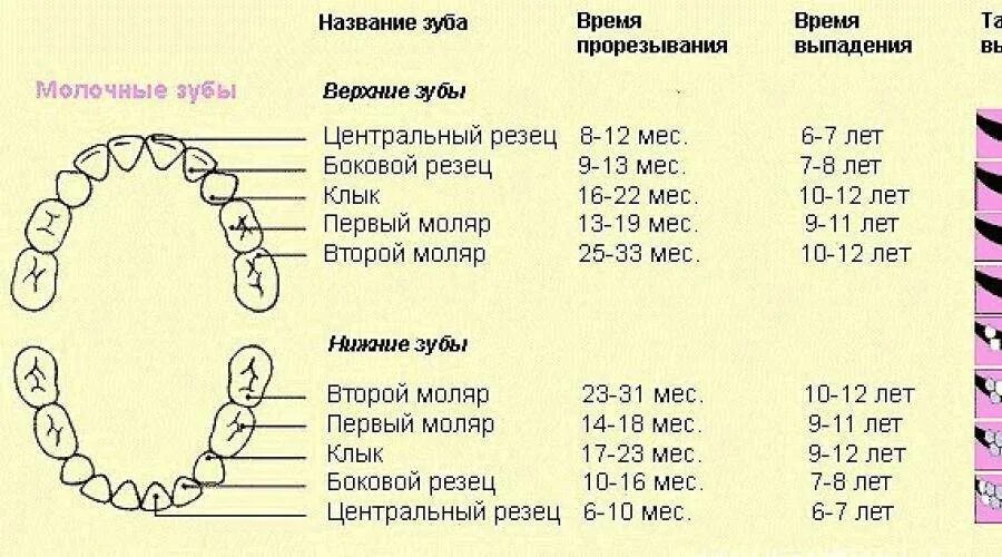В каком возрасте меняются зубы у детей. В каком возрасте меняются зубы у детей