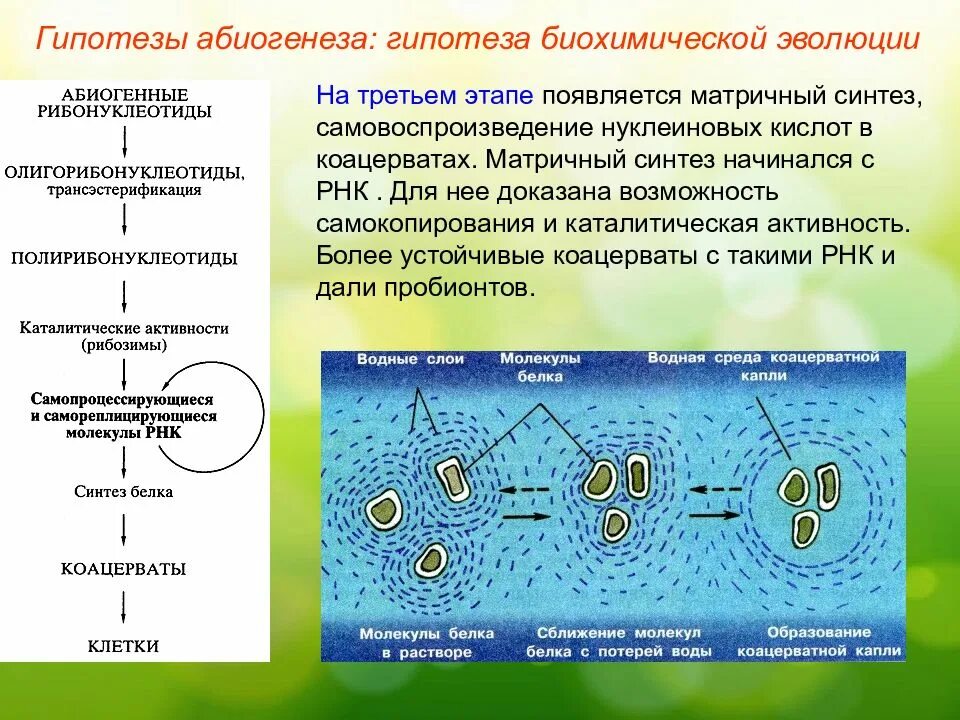 Гипотеза происхождения опарина. Биохимическая гипотеза Опарина Холдейна. Опарина гипотеза коацерваты. Теория биохимической эволюции Холдейн. Теория биохимической эволюции Опарина-Холдейна.