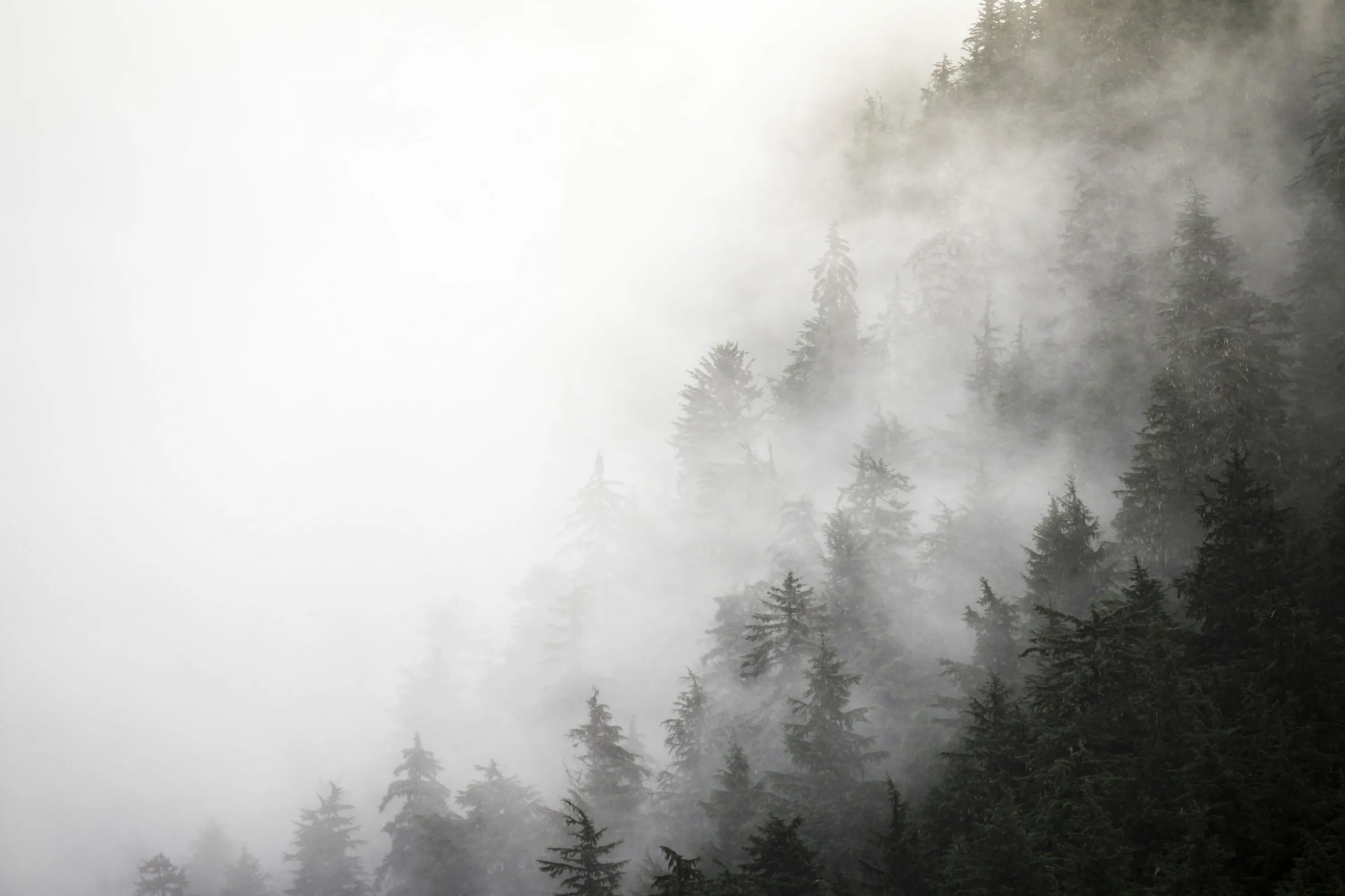 Fog текста