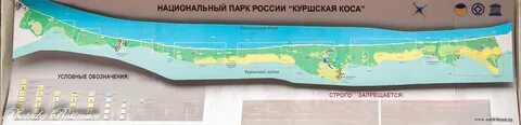 Зеленоградск куршская коса расстояние