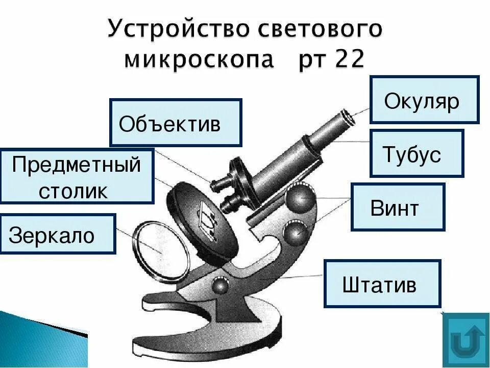 Окуляр микроскопа строение микроскопа. Что такое штатив в микроскопе биология 5. Биология 5 кл строение микроскопа. Микроскоп строение светового микроскопа. Каждая часть микроскопа